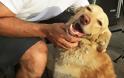 Aπίστευτο: Xαμένος σκύλος επέστρεψε μετά από 2 χρόνια στην “οικογένεια” του [photos] - Φωτογραφία 2