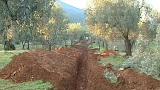 Φθιώτιδα: Εργολάβος έσκαψε τα χωράφια τους και ξερίζωσε ελιές - Ανάστατοι οι ιδιοκτήτες. [photo+video] - Φωτογραφία 1