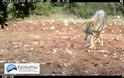 Επανεμφάνιση λύκων στον Εθνικό Δρυμό της Πάρνηθας μετά από 50 χρόνια - Φωτογραφία 1