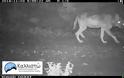 Επανεμφάνιση λύκων στον Εθνικό Δρυμό της Πάρνηθας μετά από 50 χρόνια - Φωτογραφία 2