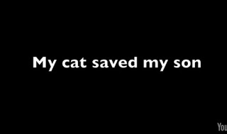 Απίστευτη γάτα-κομάντο σώζει αγοράκι [video] - Φωτογραφία 1