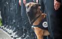 Συγκινητικό: Δείτε τη σκυλίτσα που σκοτώθηκε στη μάχη αστυνομικών-Τζιχαντιστών στο Παρίσι... [photo] - Φωτογραφία 3