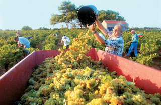 Τελειώνουν τους παραγωγούς κρασιού στην Αχαϊα - Χάνονται 35.000 τόνοι κρασιού τον χρόνο! - Φωτογραφία 1