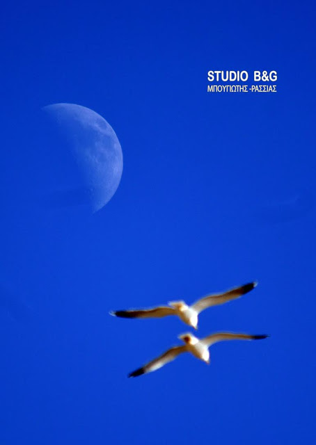 Ψαροπούλια με φόντο το Φεγγάρι - Φωτογραφία 3