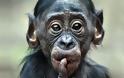 Οι χιμπατζήδες επιδεικνύουν συμπεριφορά κοινωνικής μέριμνας για μέλη με αναπηρίες