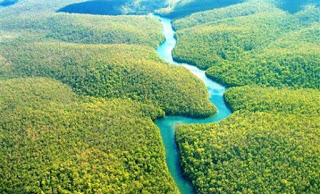 Τα μισά είδη δέντρων του Αμαζονίου απειλούνται με εξαφάνιση - Φωτογραφία 1
