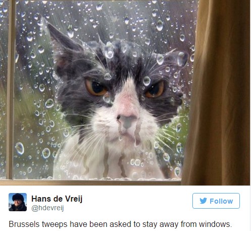 Οι Γαλλοι γέμισαν το twitter γάτες [photos] - Φωτογραφία 4