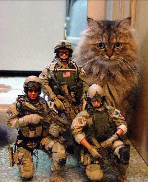 Οι Γαλλοι γέμισαν το twitter γάτες [photos] - Φωτογραφία 5