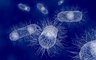 Ταχύτατη εξέλιξη βακτηρίου τρομάζει τους επιστήμονες - Φωτογραφία 1