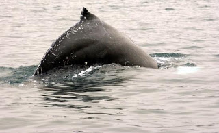 Φάλαινα σπάει το παγκόσμιο ρεκόρ μετανάστευσης των θηλαστικών - Φωτογραφία 1