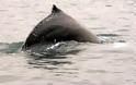 Φάλαινα σπάει το παγκόσμιο ρεκόρ μετανάστευσης των θηλαστικών