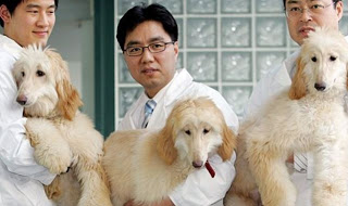 Το πρώτο «εργοστάσιο κλωνοποίησης ζώων» φτιάχνουν οι Κινέζοι! - Φωτογραφία 1