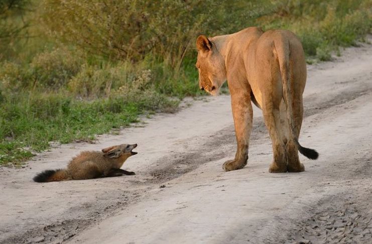 Αυτή η λιονταρίνα όταν είδε το πληγωμένο αλεπουδάκι στον δρόμο έκανε το απίστευτο! [photos] - Φωτογραφία 2
