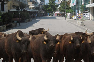 Κατεβαίνουν ανεξέλεγκτα …βουβάλια στα Τρίκαλα - Φωτογραφία 1