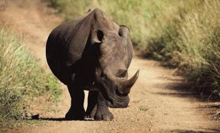Ν. Αφρική: Ήρθη το μορατόριουμ στην πώληση κεράτων ρινόκερου - Φωτογραφία 1