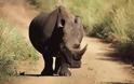 Ν. Αφρική: Ήρθη το μορατόριουμ στην πώληση κεράτων ρινόκερου