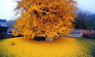 Δέντρο 1.400 ετών δημιουργεί ένα μαγευτικό τοπίο με τα κίτρινα φύλλα του - Φωτογραφία 1