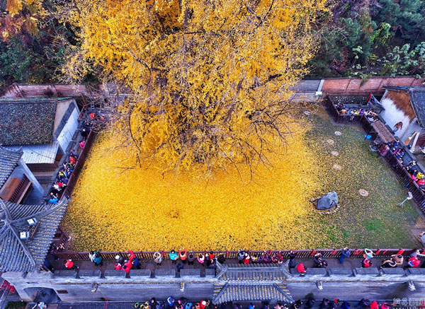 Δέντρο 1.400 ετών δημιουργεί ένα μαγευτικό τοπίο με τα κίτρινα φύλλα του - Φωτογραφία 2