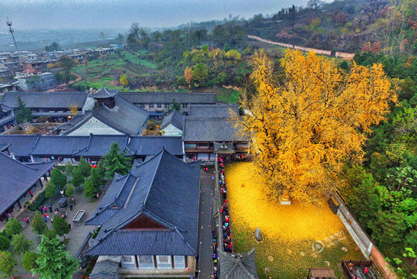 Δέντρο 1.400 ετών δημιουργεί ένα μαγευτικό τοπίο με τα κίτρινα φύλλα του - Φωτογραφία 3
