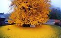 Δέντρο 1.400 ετών δημιουργεί ένα μαγευτικό τοπίο με τα κίτρινα φύλλα του