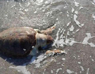 Τραυματισμένη θανάσιμα θαλάσσια χελώνα στη Νέα Κίο - Φωτογραφία 1