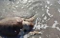 Τραυματισμένη θανάσιμα θαλάσσια χελώνα στη Νέα Κίο