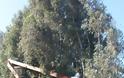 αρεμβάσεις της Διεύθυνσης Τεχνικών Έργων Περιφέρειας Κρήτης για το κλάδεμα δέντρων - Φωτογραφία 2