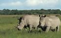 Θλίψη για τον βόρειο λευκό ρινόκερο – Νόμιμα τα κέρατα στη Νότιο Αφρική