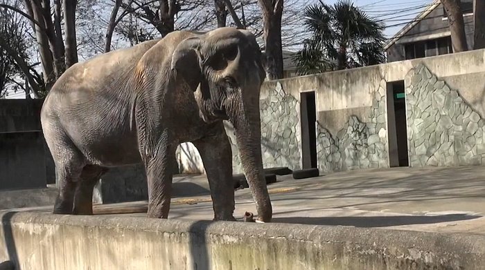 Αυτός είναι ο πιο θλιμμένος ελέφαντας όλου του κόσμου...Δείτε το αν αντέχετε [photos+video] - Φωτογραφία 2