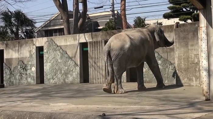 Αυτός είναι ο πιο θλιμμένος ελέφαντας όλου του κόσμου...Δείτε το αν αντέχετε [photos+video] - Φωτογραφία 3