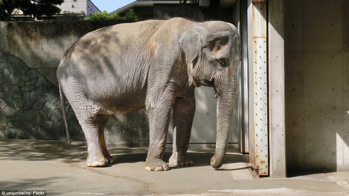 Αυτός είναι ο πιο θλιμμένος ελέφαντας όλου του κόσμου...Δείτε το αν αντέχετε [photos+video] - Φωτογραφία 4
