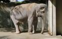 Αυτός είναι ο πιο θλιμμένος ελέφαντας όλου του κόσμου...Δείτε το αν αντέχετε [photos+video] - Φωτογραφία 1