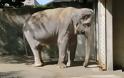 Αυτός είναι ο πιο θλιμμένος ελέφαντας όλου του κόσμου...Δείτε το αν αντέχετε [photos+video] - Φωτογραφία 4