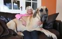 Αυτός ο τεράστιος σκύλος...φοβάται την σκιά του [photos] - Φωτογραφία 6