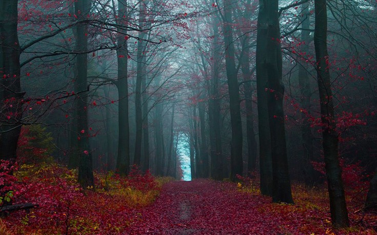 Το μαγευτικό μαύρο δάσος της Γερμανίας [photos] - Φωτογραφία 7