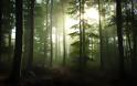 Το μαγευτικό μαύρο δάσος της Γερμανίας [photos] - Φωτογραφία 2