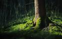 Το μαγευτικό μαύρο δάσος της Γερμανίας [photos] - Φωτογραφία 3