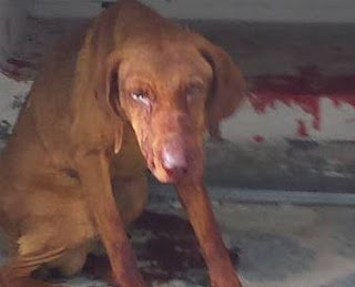 ΑΙΣΧΟΣ στα Ιωάννινα: Χτυπούσε ανελέητα με σίδερο έναν άτυχο σκύλο... Βαριές απειλές κατά του σωτήρα του - Φωτογραφία 1