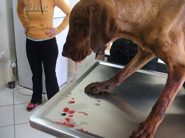 ΑΙΣΧΟΣ στα Ιωάννινα: Χτυπούσε ανελέητα με σίδερο έναν άτυχο σκύλο... Βαριές απειλές κατά του σωτήρα του - Φωτογραφία 2
