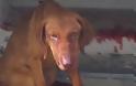 ΑΙΣΧΟΣ στα Ιωάννινα: Χτυπούσε ανελέητα με σίδερο έναν άτυχο σκύλο... Βαριές απειλές κατά του σωτήρα του - Φωτογραφία 1