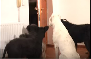 Αυτά τα σκυλιά περιμένουν να κλείσει η πόρτα - Αυτό που κάνουν, όταν μένουν μόνα τους, σοκάρει τους ιδιοκτήτες τους [video] - Φωτογραφία 1