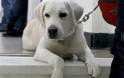 Ο σκύλος της Βουλής -Ενα κατάλευκο λαμπραντόρ στην ΚΟ του ΣΥΡΙΖΑ! [photos]