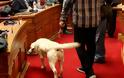 Ο σκύλος της Βουλής -Ενα κατάλευκο λαμπραντόρ στην ΚΟ του ΣΥΡΙΖΑ! [photos] - Φωτογραφία 2
