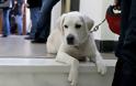 Ο σκύλος της Βουλής -Ενα κατάλευκο λαμπραντόρ στην ΚΟ του ΣΥΡΙΖΑ! [photos] - Φωτογραφία 3