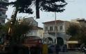 «Ιπτάμενο» δέντρο ... προσγειώθηκε στην Τρίπολη! - Φωτογραφία 1