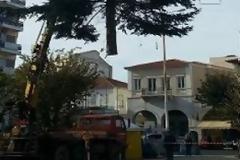 «Ιπτάμενο» δέντρο ... προσγειώθηκε στην Τρίπολη!