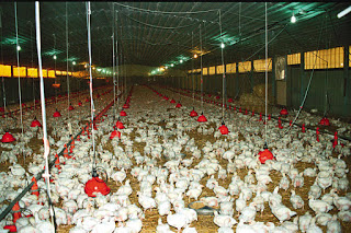 8 χώρες σταμάτησαν να προμηθεύονται κότες από την Γαλλία μετά από κρούσμα Η5Ν1 - Φωτογραφία 1
