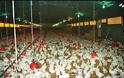 8 χώρες σταμάτησαν να προμηθεύονται κότες από την Γαλλία μετά από κρούσμα Η5Ν1