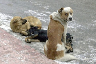 ΑΙΣΧΟΣ: Δολοφόνησαν τέσσερα σκυλιά στα Λουτρά Υπάτης [ΣΚΛΗΡΕΣ ΕΙΚΟΝΕΣ] - Φωτογραφία 1