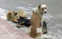 ΑΙΣΧΟΣ: Δολοφόνησαν τέσσερα σκυλιά στα Λουτρά Υπάτης [ΣΚΛΗΡΕΣ ΕΙΚΟΝΕΣ] - Φωτογραφία 1